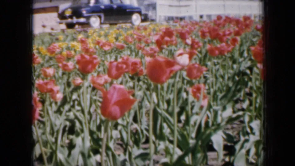 1959 Iowa 8mm frame looking across red tulips and yellow flowers toward a dark parked car and residential background.