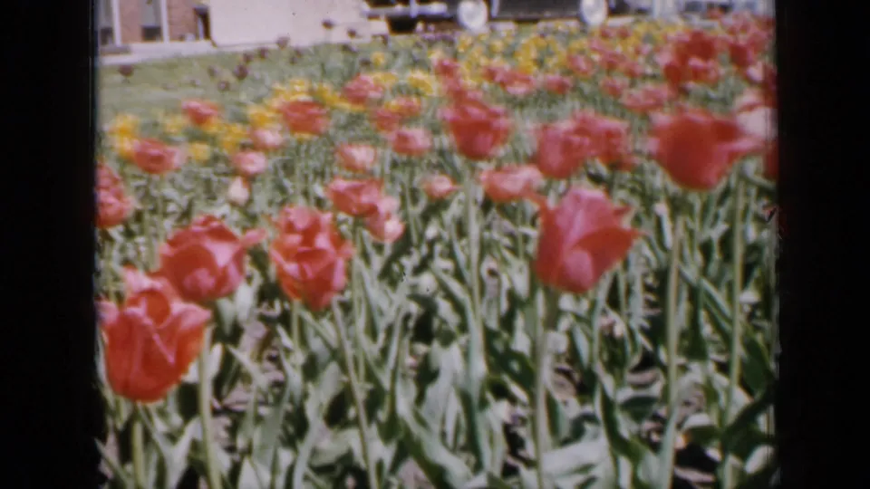 1959 Iowa frame showing rows of red tulips and yellow flowers in a sunlit garden, with lawn and house details beyond.