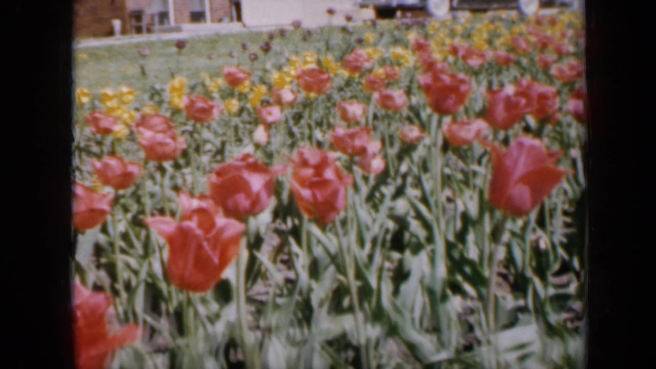 Red tulips and green foliage in a sunlit flower bed near a house.