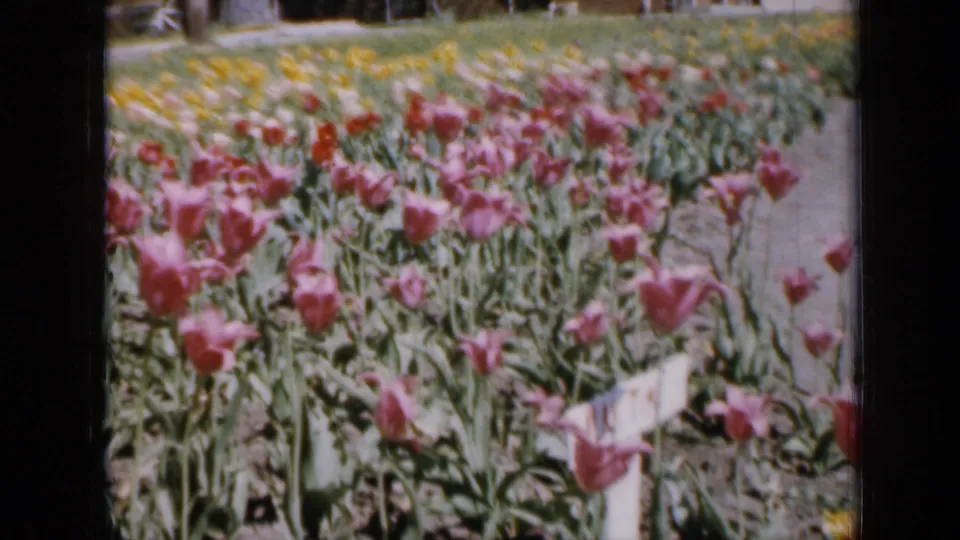 1959 Iowa frame of pink, red, and yellow tulips growing in a residential yard garden.
