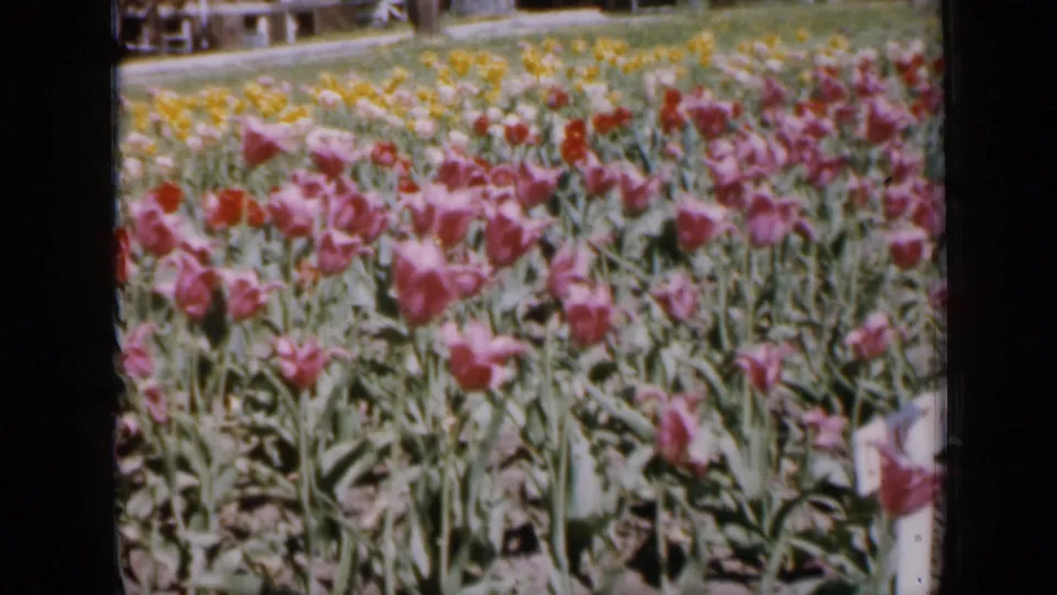 1959 Iowa home-movie view of pink tulips and mixed blooms in a close garden pan.