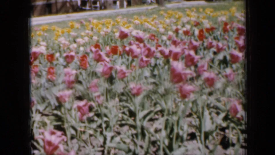 1959 Iowa frame showing mixed tulips in a residential garden, with soft 8mm color and grain.