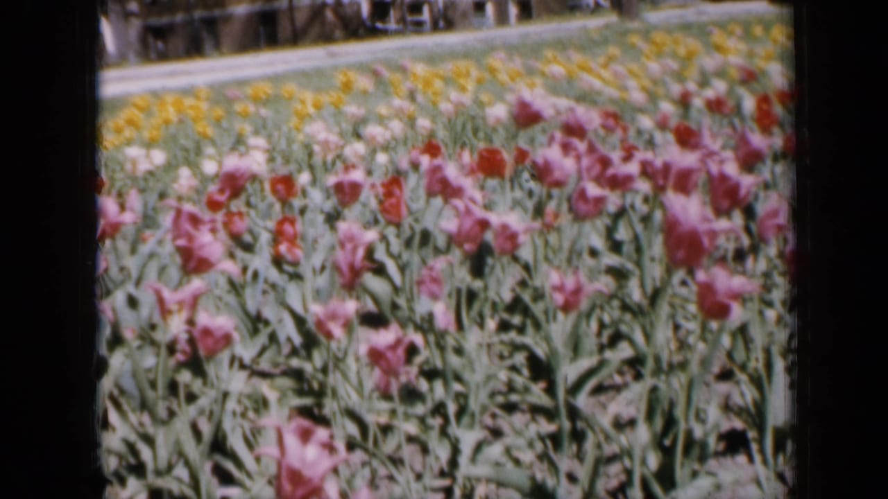Pink and red tulips fill the foreground with yellow flowers and distant figures beyond a path.