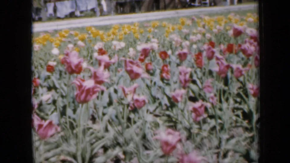 1959 Iowa home-movie view across tulip beds, with pink foreground blooms, yellow flowers farther back, and distant people near the path.
