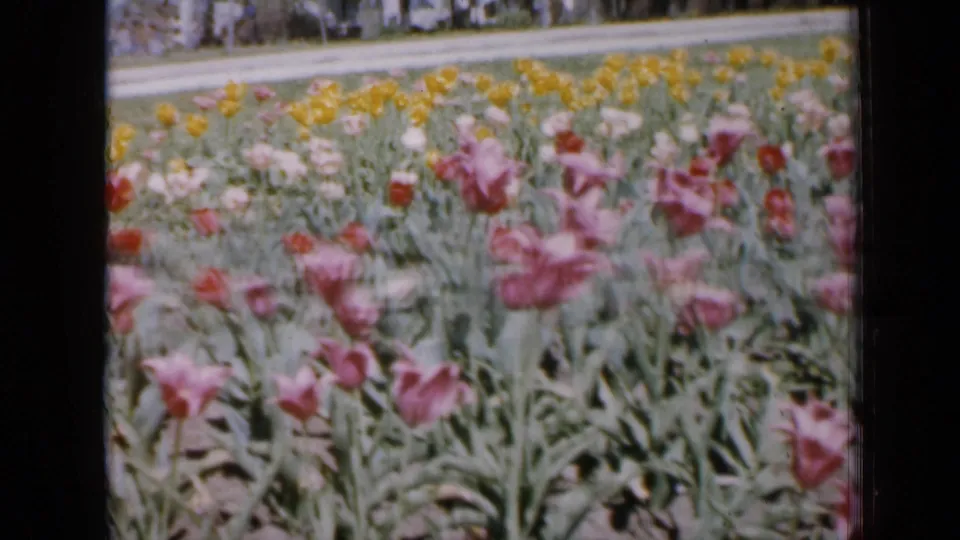Soft 8mm frame from Iowa in 1959 showing tulips close to the camera, yellow flowers behind them, and faint visitors along the far edge.