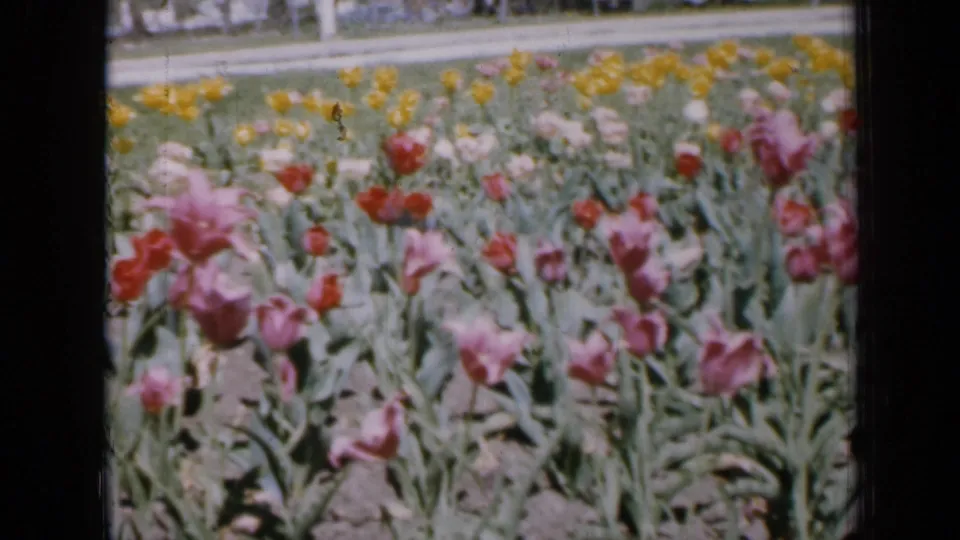 1959 Iowa 8mm view of a colorful tulip bed, showing pink and red blooms in front, yellow flowers behind, and distant people near a path.