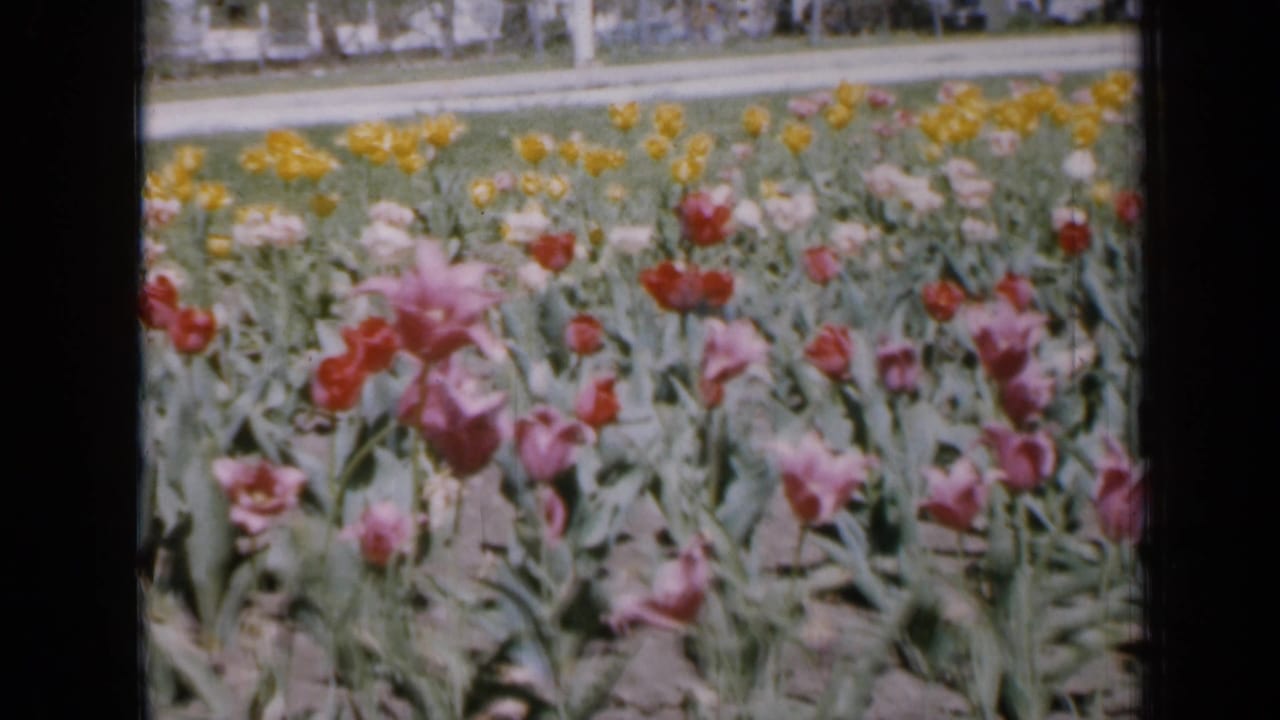Rows of pink, red, yellow, and white tulips with foliage and houses beyond.