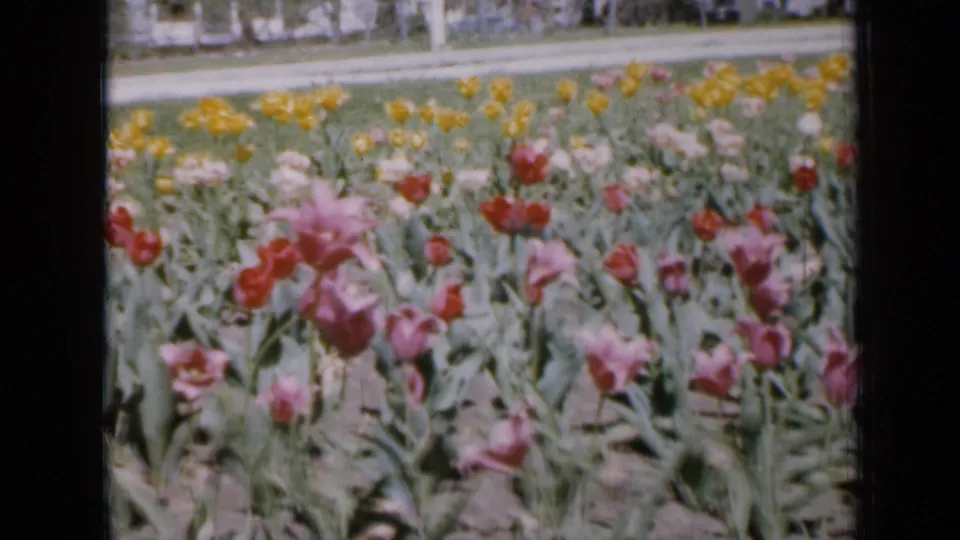 1959 Iowa 8mm frame showing colorful tulips in rows, with green foliage, bare soil, a road or path, trees, and distant houses.
