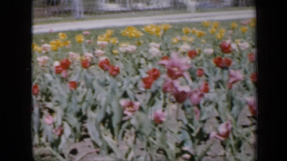 1959 Iowa garden footage frame with red, pink, yellow, and white tulips swaying in rows near a road, trees, and distant houses.