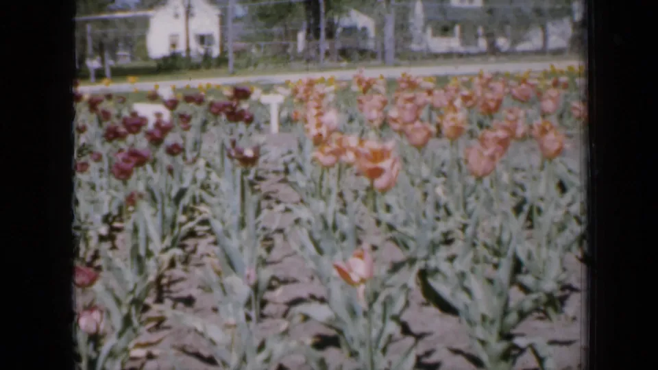 1959 Iowa 8mm frame showing tulips in orderly rows, including orange, pink, and dark red blooms, with a residential background.