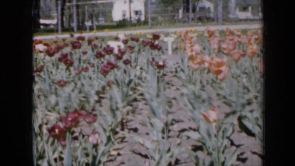 1959 Iowa home-movie frame with red and orange tulips in rows, green foliage, bare soil paths, and distant residential buildings.