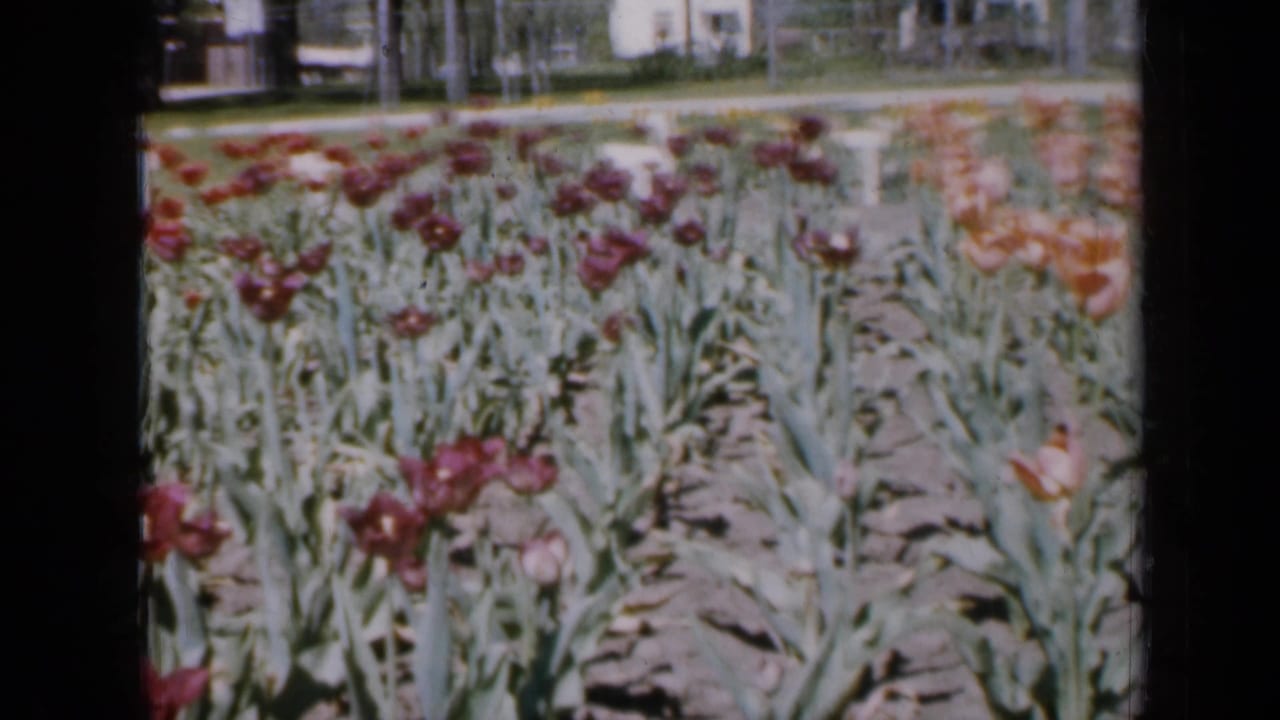 Rows of red and yellow tulips with trees and houses in the background.