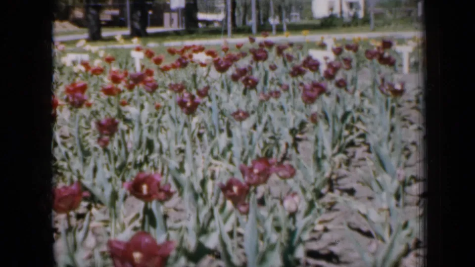 1959 Iowa home-movie frame of red tulips and tall green stems, with a shaded street, mature trees, and a house in the distance.