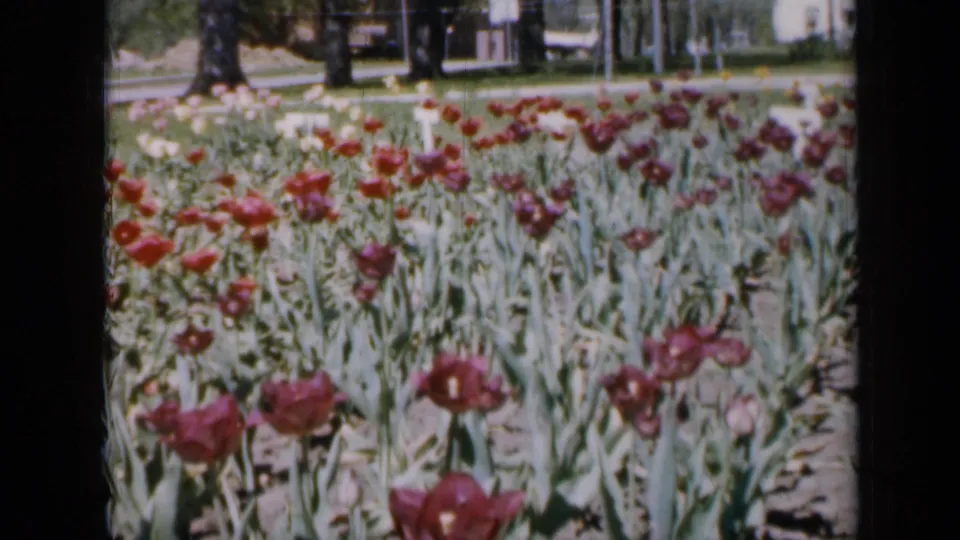 1959 Iowa 8mm still showing a broad tulip planting with mixed colors, leafy stems, trees, sidewalk or street edge, and houses behind.