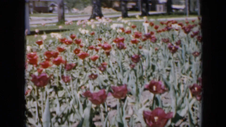 1959 Iowa home-movie frame with dense red tulips in the foreground and a tree-lined residential street visible beyond the garden.