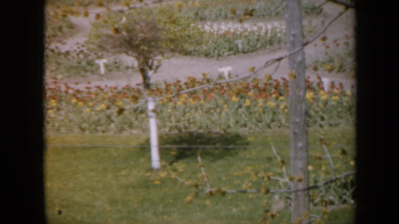 Flower beds and young trees beside curving paths, partly divided by a dark film edge.