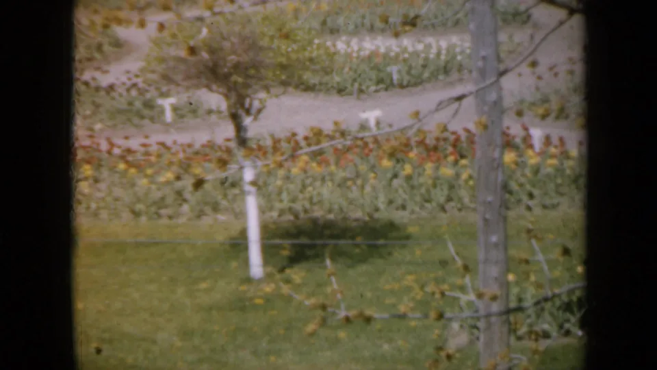1959 Iowa 8mm frame showing flower beds, small white plant markers, grass, and young trees in a park garden.