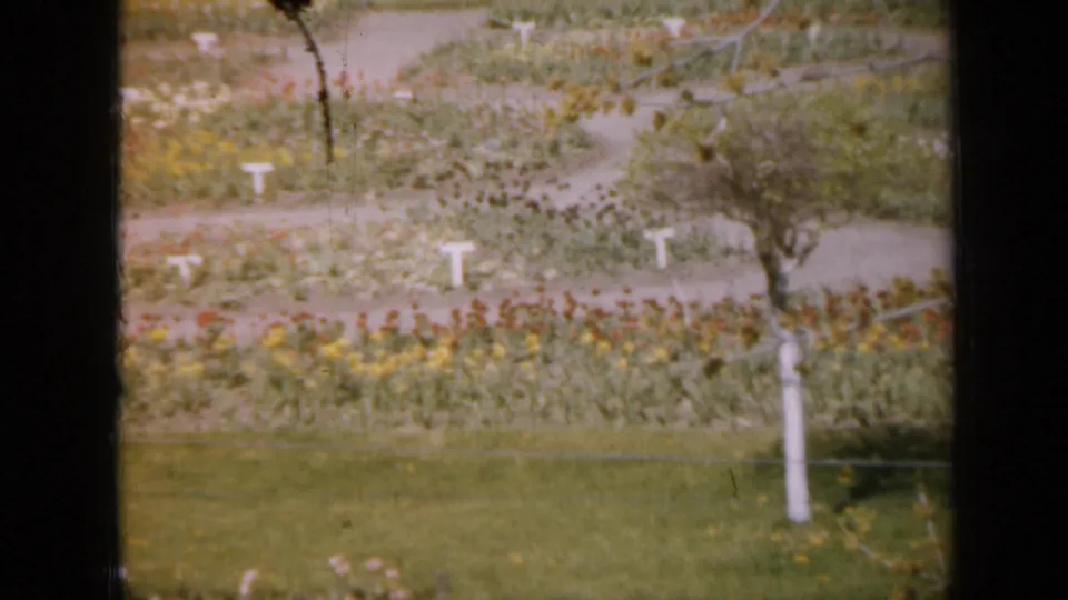 1959 Iowa home-movie frame with planted beds, sparse trees, white markers, and lawn areas separated by film-frame borders.