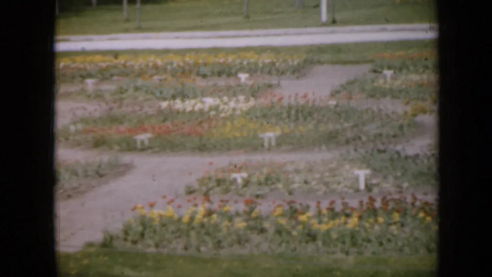 1959 Iowa park garden view with a curved path, low flower beds, plant labels, lawn, trees, and a road in the background.