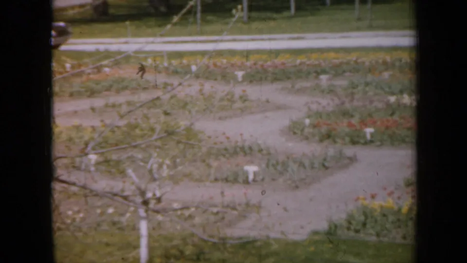 1959 Iowa home-movie frame showing a residential yard with a curved gravel walkway, flower beds, lawn, and bare branches crossing the view.