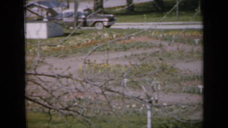 1959 Iowa yard scene with flower beds, a curved path, bare branches, and a dark car on the street in the background.