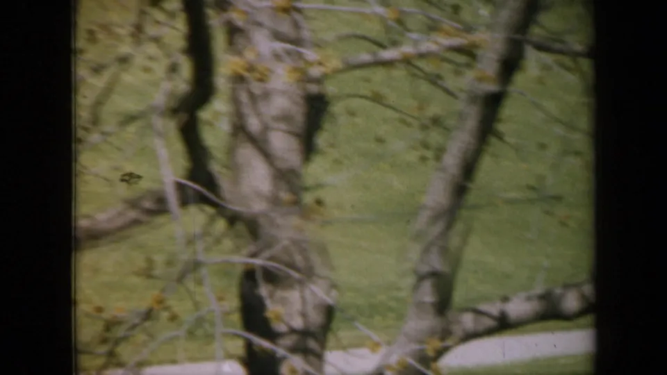 1959 Iowa home-movie frame with tree trunks, sparse branches, green lawn, and a pale path in the background.