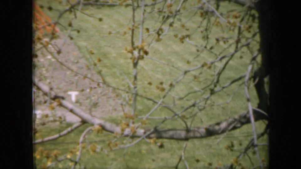 High 8mm view in Iowa, 1959, with branches crossing a grassy lawn and a pale walkway beyond.