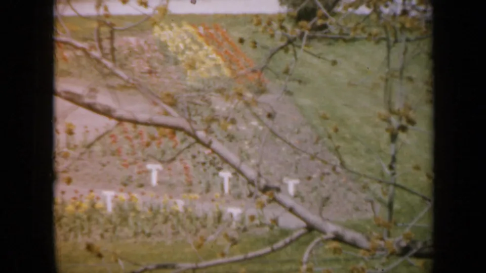 1959 Iowa 8mm frame showing a flower bed with red and yellow blooms, white markers, lawn, and overhanging branches.