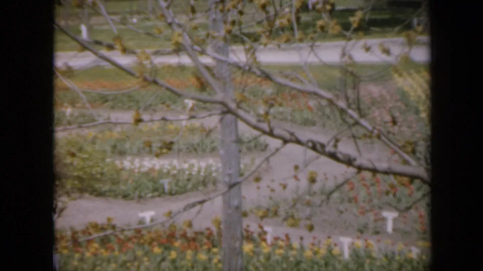 1959 Iowa garden view with arranged flower rows, small white markers, gravel paths, and a tree trunk framed by branches.