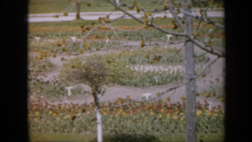 Soft 8mm frame of a 1959 Iowa garden with curved paths, dense planting, white markers, and tree branches crossing the view.