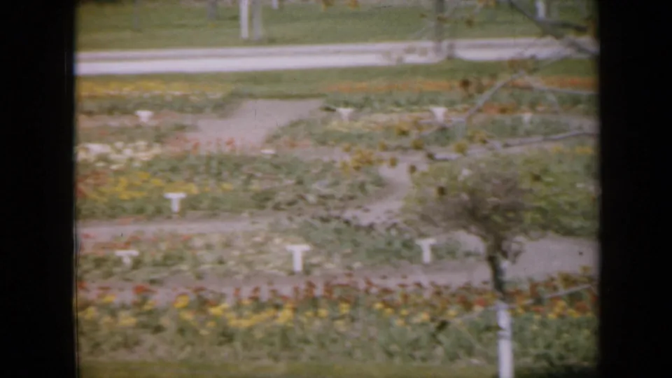 1959 Iowa home-movie frame showing a flower display, lawn, pale path, white plant markers, and branches across the foreground.