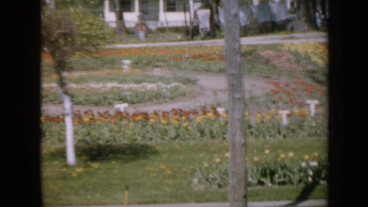Tulip beds and gravel paths in a residential garden with trees and houses behind.