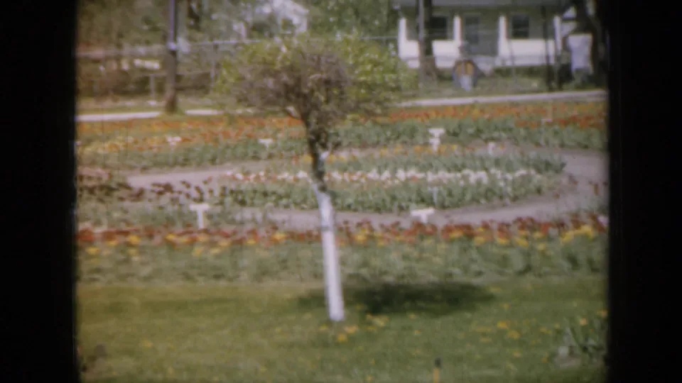 1959 Iowa garden view with colorful tulip rows, small white markers, a painted tree trunk, lawn, and residential buildings behind.
