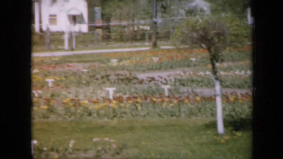 1959 Iowa residential garden scene with tulip beds, gravel paths, a white house, fencing, trees, and laundry line detail in back.