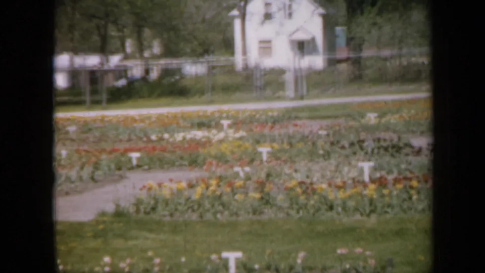 1959 Iowa home-movie frame showing tulip beds beside a curving path, lawn, trees, fencing, and a house with laundry behind.