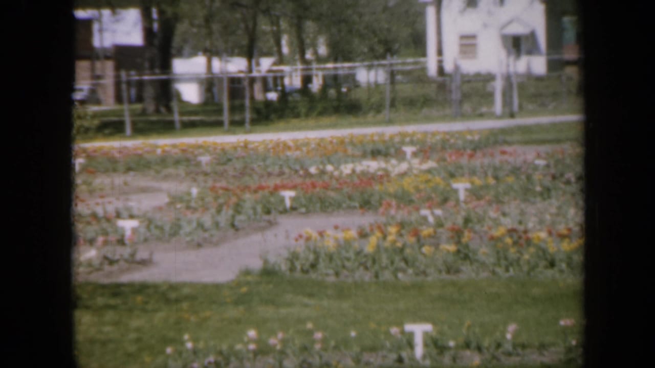 Flower garden with tulip rows, white markers, fencing, trees, and houses beyond.