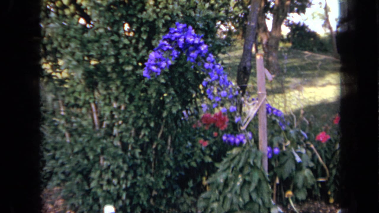 A 1959 Iowa garden view shows purple and red blooms growing near dense greenery and a simple wooden support.