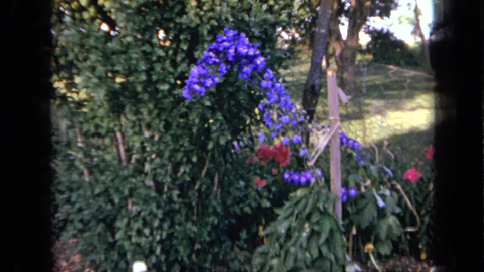 A 1959 Iowa garden view shows purple and red blooms growing near dense greenery and a simple wooden support.