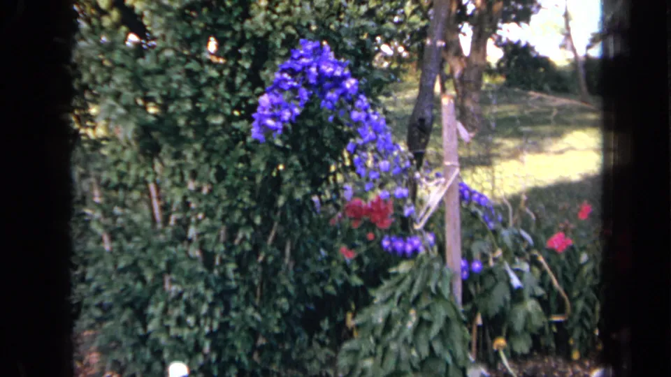 The frame shows a home garden in Iowa with purple blooms, red flowers, leafy plants, and a sunlit yard beyond.