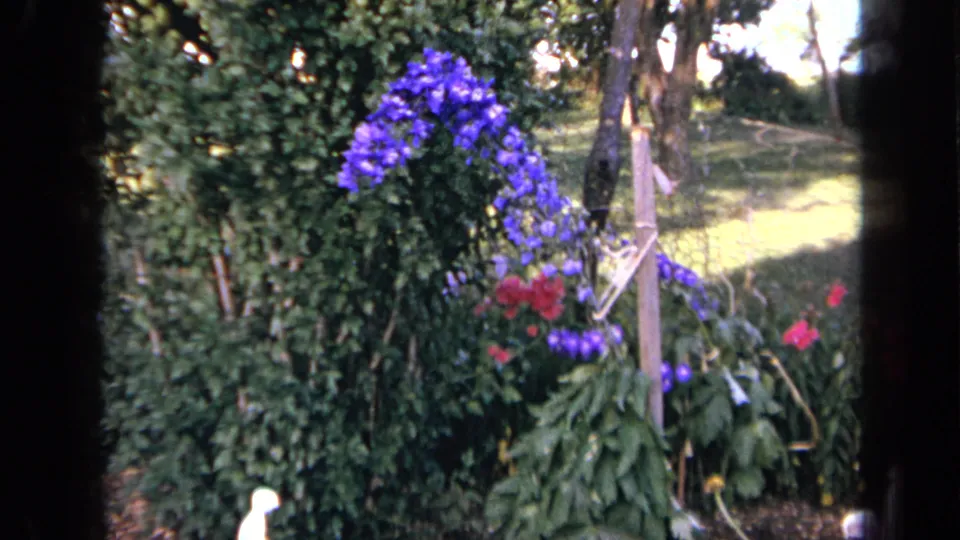A home-movie frame shows purple blooms, red flowers, leafy garden plants, and trees in a 1959 Iowa yard.