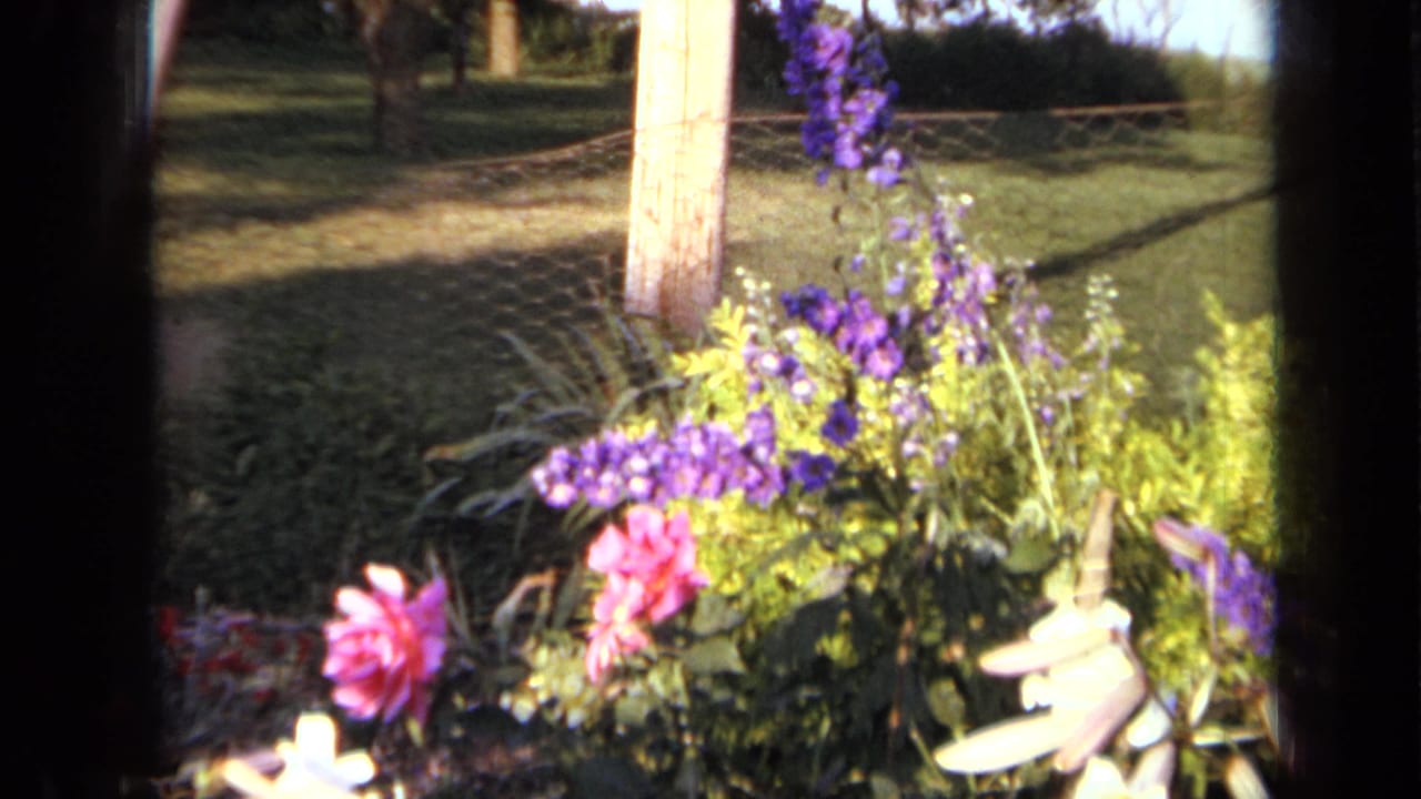 1959 Iowa 8mm frame showing purple and pink garden flowers near a wire fence, wooden post, grass, and trees.