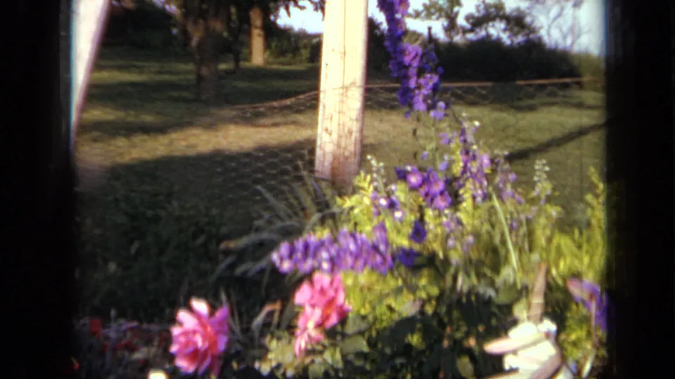 1959 Iowa home-movie frame of bright garden flowers by a wire fence and wooden post with lawn behind.