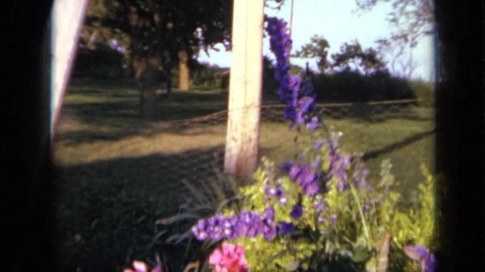 1959 Iowa 8mm frame with a close view of garden flowers beside a weathered post and wire fence.