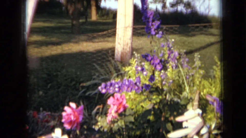 1959 Iowa home-movie frame showing sunlit garden blooms, a wire fence, wooden post, lawn, and trees.