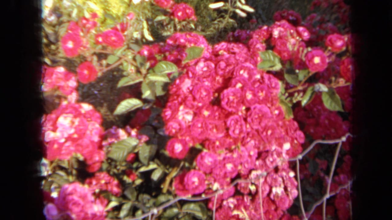 1959 Iowa 8mm frame showing dense pink rose clusters, green leaves, sunlit foliage, and a thin wire garden fence.