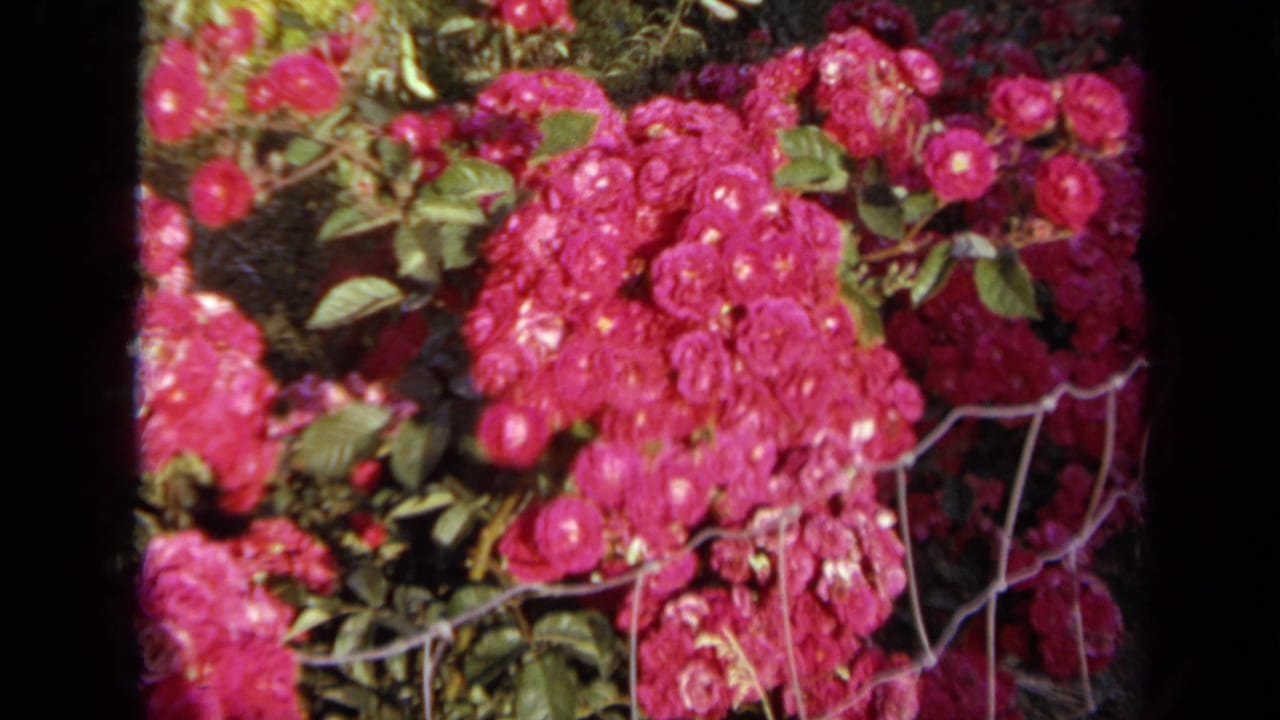 Pink rose bushes fill the frame with leaves and fence wire visible at right.