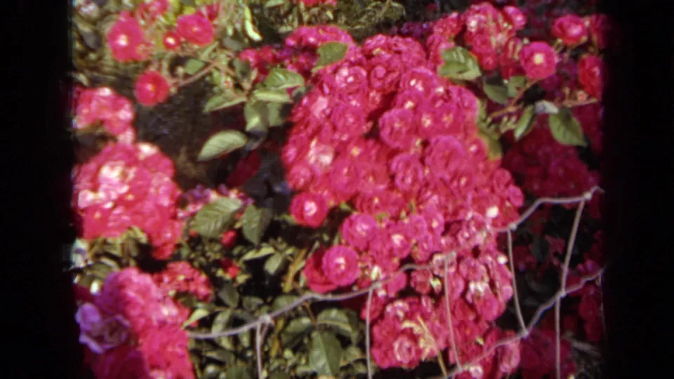 Close 1959 Iowa 8mm view of pink roses and leaves, with thin wire fencing crossing the lower garden area.