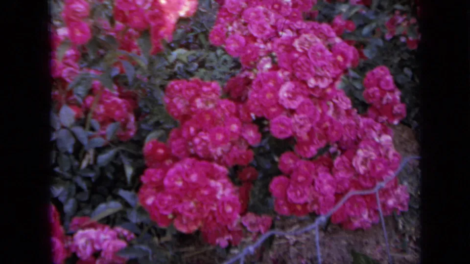 1959 Iowa garden frame with pink rose clusters, shadowed foliage, soil or mulch below, and pale wire fence lines crossing the flowers.