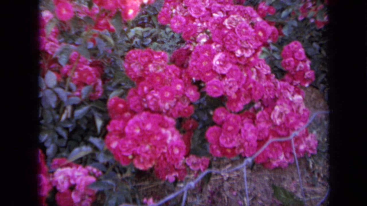 Close view of bright pink rose clusters with green foliage and a thin wire line.