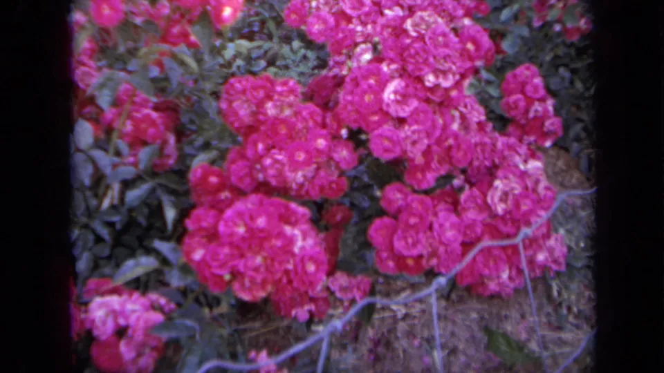 Close 1959 Iowa garden frame with vivid pink rose clusters, leafy background, and slight small-gauge film softness.